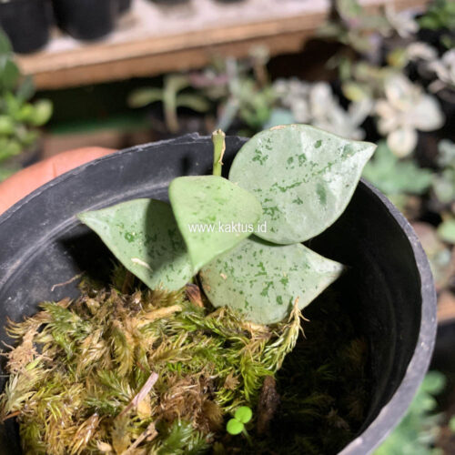 Hoya Kroniana Super Eskimo 