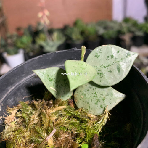 Hoya Kroniana Super Eskimo 