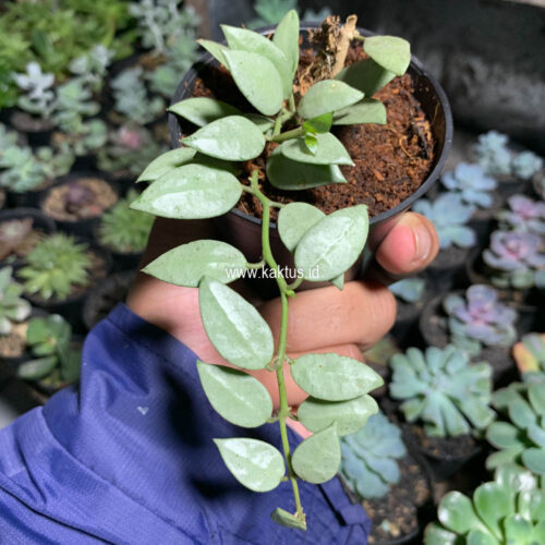 Hoya Louisa Silver, real gallery image #1 plants. Picture taken directly from kaktus.id community Hoya farmer green houses.