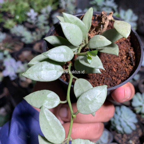 Hoya Louisa Silver, real gallery image #4 plants. Picture taken directly from kaktus.id community Hoya farmer green houses.