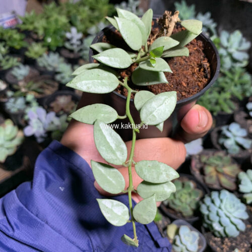 Hoya Louisa Silver, real gallery image #5 plants. Picture taken directly from kaktus.id community Hoya farmer green houses.