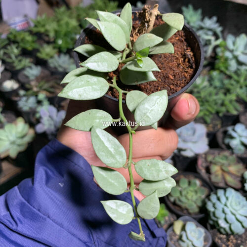 Hoya Louisa Silver, real gallery image #6 plants. Picture taken directly from kaktus.id community Hoya farmer green houses.