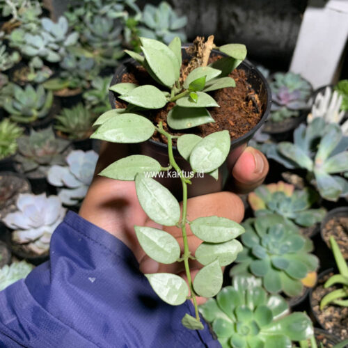 Hoya Louisa Silver, real gallery image #3 plants. Picture taken directly from kaktus.id community Hoya farmer green houses.