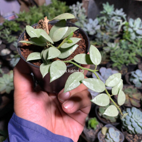 Hoya Louisa Silver, real gallery image #7 plants. Picture taken directly from kaktus.id community Hoya farmer green houses.