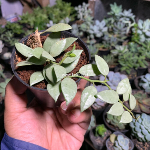 Hoya Louisa Silver, real gallery image #8 plants. Picture taken directly from kaktus.id community Hoya farmer green houses.