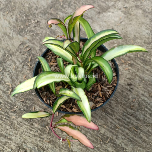 Hoya Wayetii Variegated, real gallery image #1 plants. Picture taken directly from kaktus.id community Hoya farmer green houses.