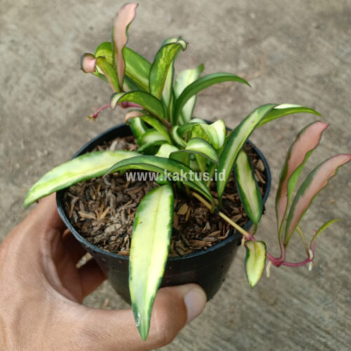 Hoya Wayetii Variegated, real gallery image #3 plants. Picture taken directly from kaktus.id community Hoya farmer green houses.