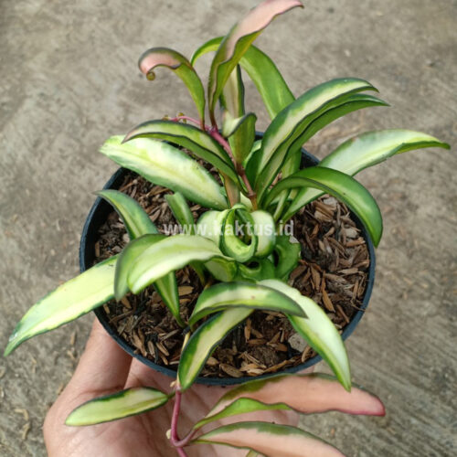 Hoya Wayetii Variegated, real gallery image #2 plants. Picture taken directly from kaktus.id community Hoya farmer green houses.