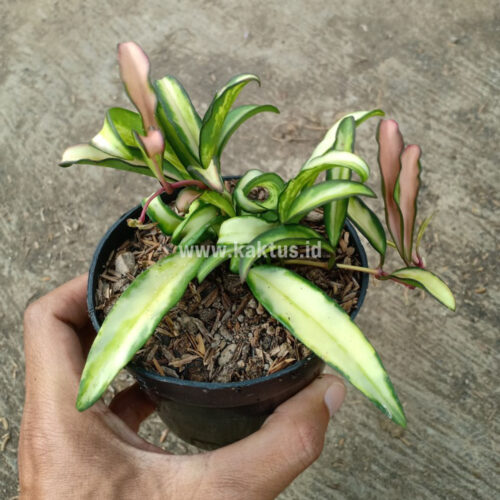 Hoya Wayetii Variegated, real gallery image #4 plants. Picture taken directly from kaktus.id community Hoya farmer green houses.