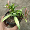 Hoya Wayetii Variegated, real gallery image #5 plants. Picture taken directly from kaktus.id community Hoya farmer green houses.