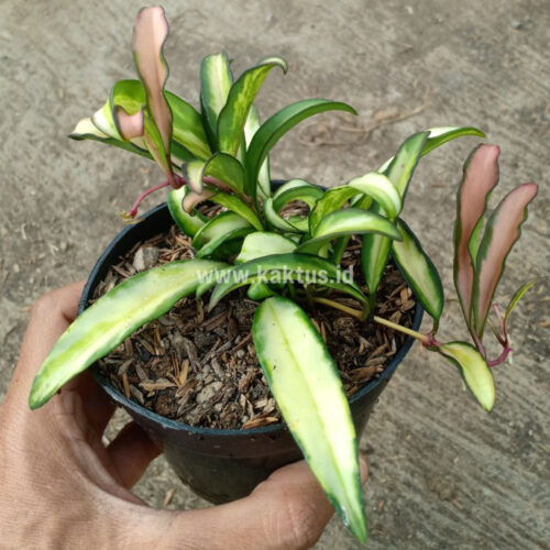 708. Hoya Wayetii Varigated