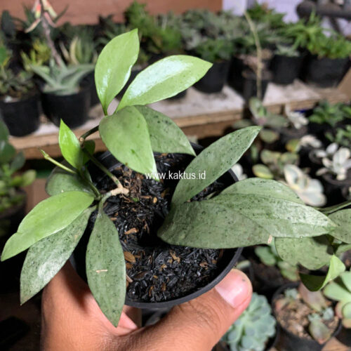709. Hoya Lacunosa Eskimo