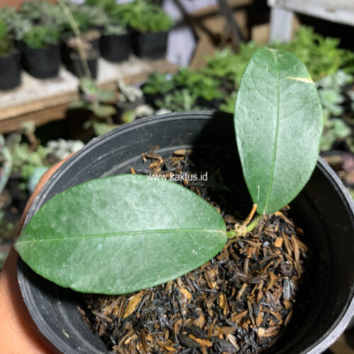 Hoya Evelinae, real gallery image #2 plants. Picture taken directly from kaktus.id community Hoya farmer green houses.