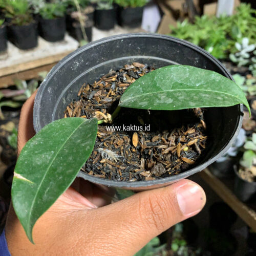 Hoya Evelinae, real gallery image #3 plants. Picture taken directly from kaktus.id community Hoya farmer green houses.