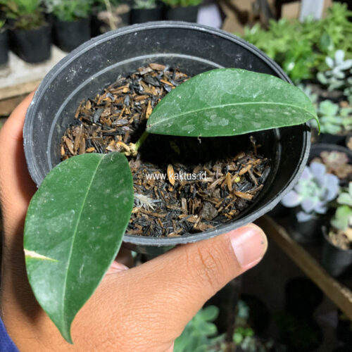 Hoya Evelinae, real gallery image #4 plants. Picture taken directly from kaktus.id community Hoya farmer green houses.