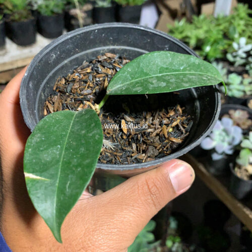 Hoya Evelinae, real gallery image #5 plants. Picture taken directly from kaktus.id community Hoya farmer green houses.