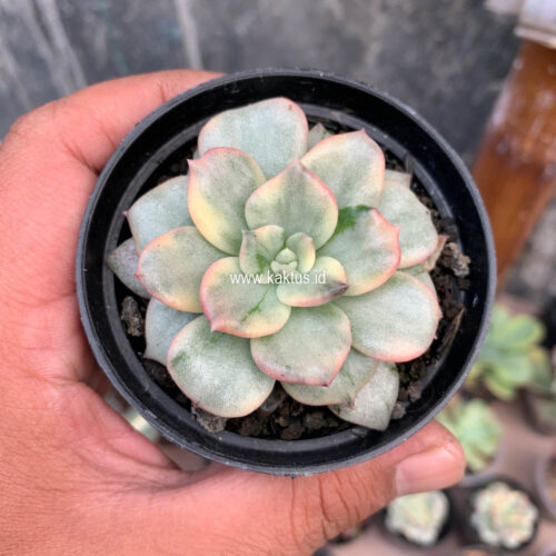Echeveria Splash Prince, real gallery image #3 plants. Picture taken directly from kaktus.id community Echeveria farmer green houses.