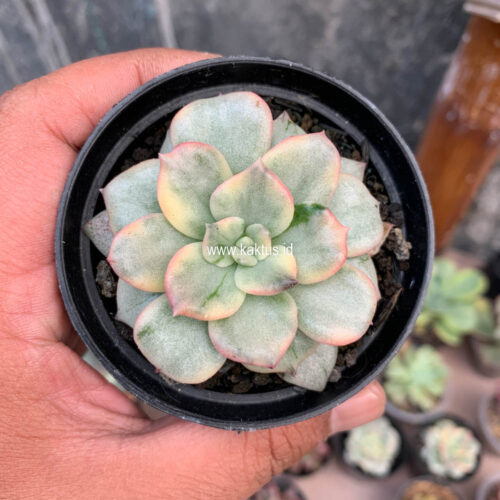 Echeveria Splash Prince, real gallery image #4 plants. Picture taken directly from kaktus.id community Echeveria farmer green houses.