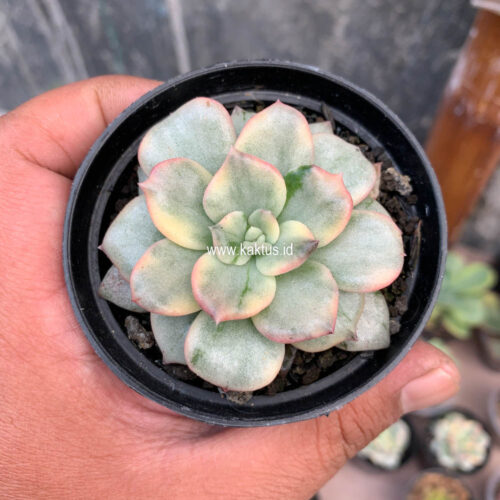 Echeveria Splash Prince, real gallery image #6 plants. Picture taken directly from kaktus.id community Echeveria farmer green houses.
