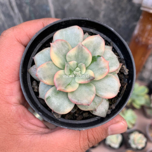 Echeveria Splash Prince, real gallery image #2 plants. Picture taken directly from kaktus.id community Echeveria farmer green houses.
