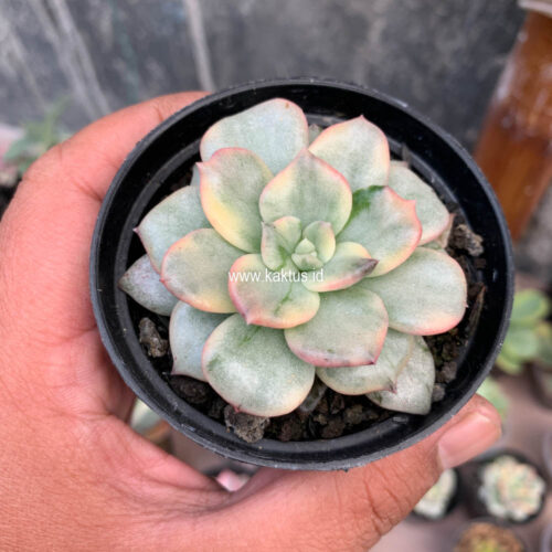 Echeveria Splash Prince, real gallery image #7 plants. Picture taken directly from kaktus.id community Echeveria farmer green houses.