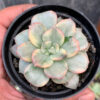 Echeveria Splash Prince, real feature image plant. Picture taken directly from kaktus.id community Echeveria farmer green houses.