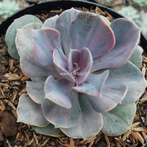 Echeveria Perle Pink Stripes, real gallery image #2 plants. Picture taken directly from kaktus.id community Echeveria farmer green houses.