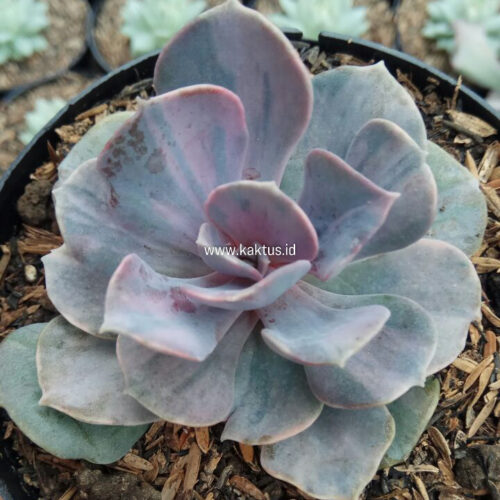 Echeveria Perle Pink Stripes, real gallery image #4 plants. Picture taken directly from kaktus.id community Echeveria farmer green houses.