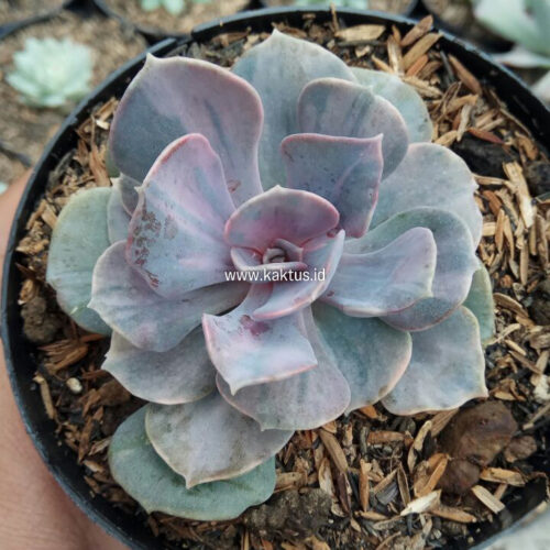 Echeveria Perle Pink Stripes, real gallery image #7 plants. Picture taken directly from kaktus.id community Echeveria farmer green houses.