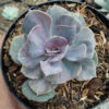 Echeveria Perle Pink Stripes, real gallery image #3 plants. Picture taken directly from kaktus.id community Echeveria farmer green houses.