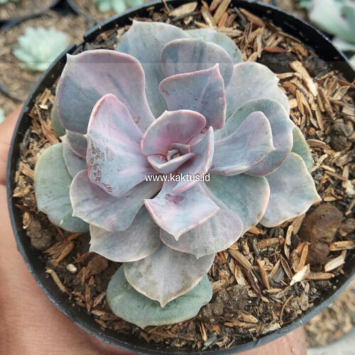 Echeveria Perle Pink Stripes, real gallery image #5 plants. Picture taken directly from kaktus.id community Echeveria farmer green houses.