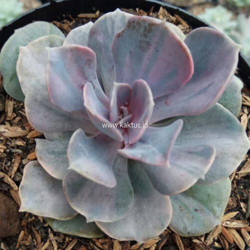 Echeveria Perle Pink Stripes, real gallery image #6 plants. Picture taken directly from kaktus.id community Echeveria farmer green houses.