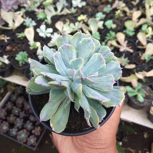 Echeveria Shaviana Truffles Double Head Variegated, real gallery image #3 plants. Picture taken directly from kaktus.id community Echeveria farmer green houses.