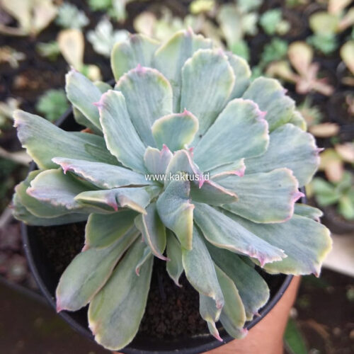 Echeveria Shaviana Truffles Double Head Variegated, real gallery image #4 plants. Picture taken directly from kaktus.id community Echeveria farmer green houses.