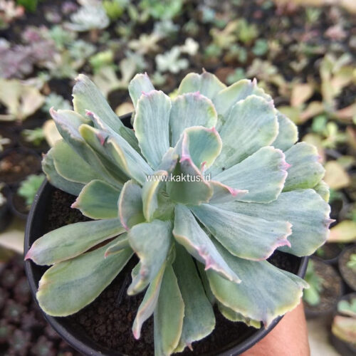 Echeveria Shaviana Truffles Double Head Variegated, real gallery image #5 plants. Picture taken directly from kaktus.id community Echeveria farmer green houses.
