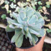 Echeveria Shaviana Truffles Double Head Variegated, real gallery image #1 plants. Picture taken directly from kaktus.id community Echeveria farmer green houses.