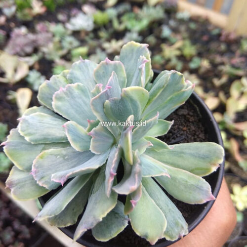 Echeveria Shaviana Truffles Double Head Variegated, real gallery image #2 plants. Picture taken directly from kaktus.id community Echeveria farmer green houses.
