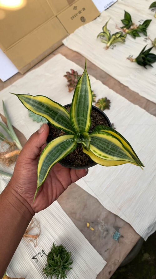 Sansevieria Gold Banner, real gallery image #3 plants. Picture taken directly from kaktus.id community Sansevieria farmer green houses.