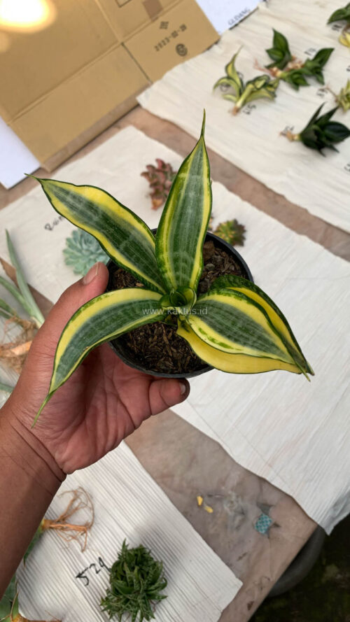 Sansevieria Gold Banner, real gallery image #4 plants. Picture taken directly from kaktus.id community Sansevieria farmer green houses.