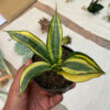 Sansevieria Gold Banner, real feature image plant. Picture taken directly from kaktus.id community Sansevieria farmer green houses.