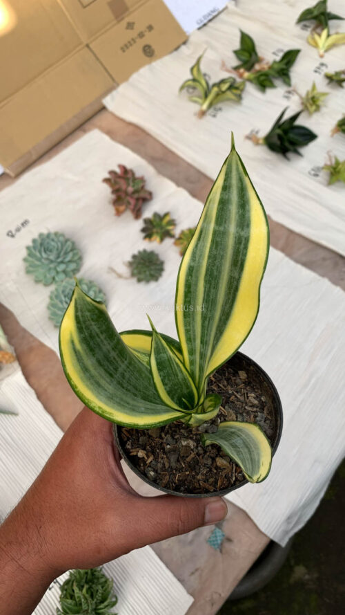 Sansevieria Gold Banner, real gallery image #5 plants. Picture taken directly from kaktus.id community Sansevieria farmer green houses.
