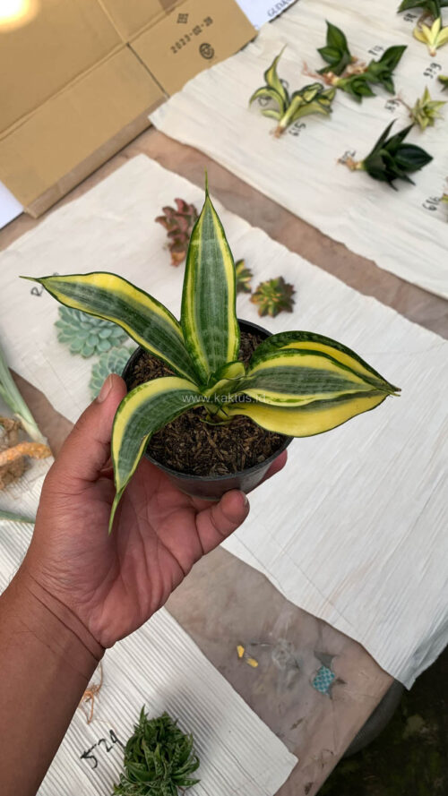 Sansevieria Gold Banner, real gallery image #2 plants. Picture taken directly from kaktus.id community Sansevieria farmer green houses.