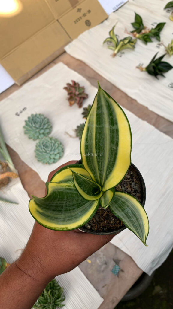 kaktus.id
