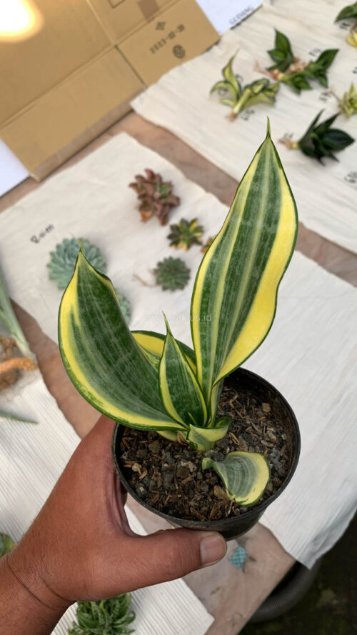 Sansevieria Gold Banner, real gallery image #1 plants. Picture taken directly from kaktus.id community Sansevieria farmer green houses.
