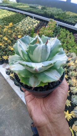 Agave Shoji Raijin White Variegated, real gallery image #4 plants. Picture taken directly from kaktus.id community Agave farmer green houses.