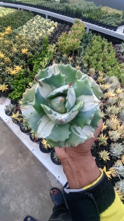 Agave Shoji Raijin White Variegated, real gallery image #5 plants. Picture taken directly from kaktus.id community Agave farmer green houses.