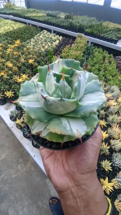Agave Shoji Raijin White Variegated, real gallery image #3 plants. Picture taken directly from kaktus.id community Agave farmer green houses.
