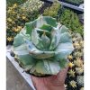 Agave Shoji Raijin White Variegated, real feature image plant. Picture taken directly from kaktus.id community Agave farmer green houses.