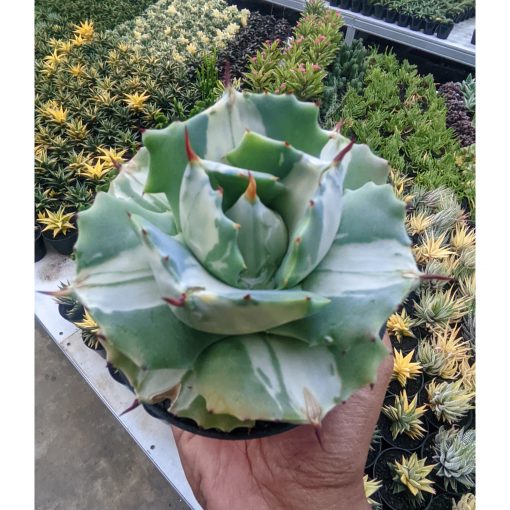 719. Agave Shoji Raijin White Variegated