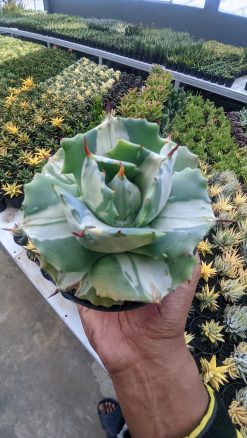 Agave Shoji Raijin White Variegated, real gallery image #2 plants. Picture taken directly from kaktus.id community Agave farmer green houses.